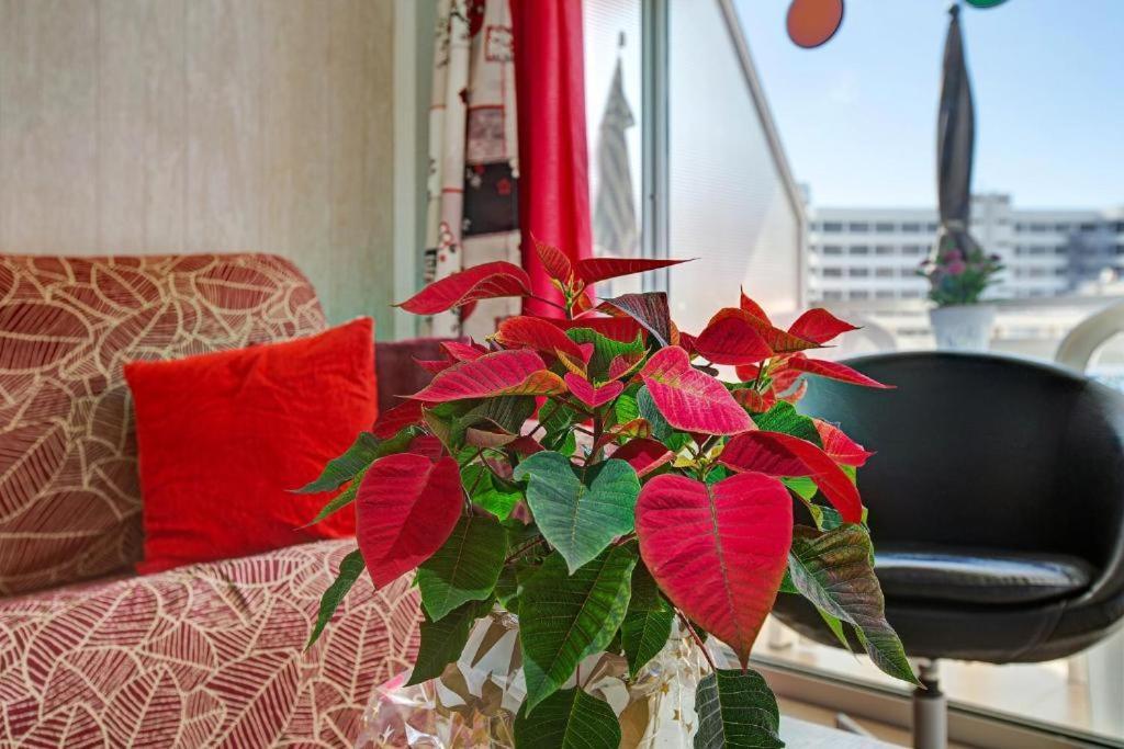 Apartamento Elefantes House *